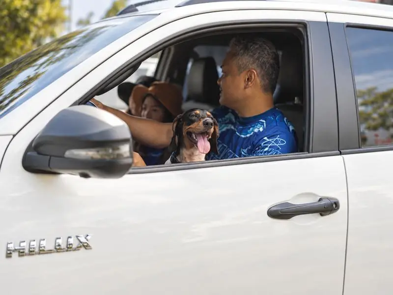 A dachshund looking out of a pickup window with its family